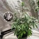 Black Opium Auto