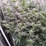 Fruity Pebbles OG