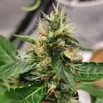 Delicious Cookies Auto
