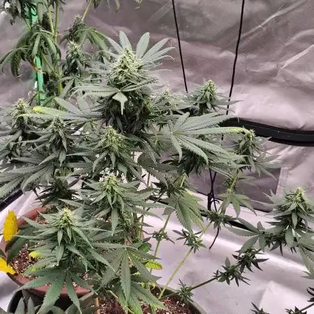 Early Frost