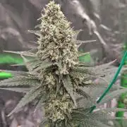 Fruity Pebbles OG