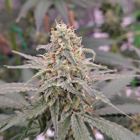 Fruity Pebbles OG