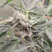 RS11 (Rainbow Sherbet)