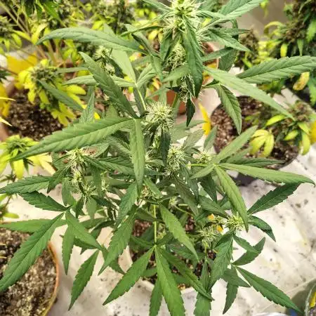 Delicious Cookies Auto