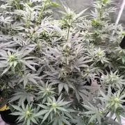 Fruity Pebbles OG