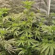 Sunset Sherbet Go Fast