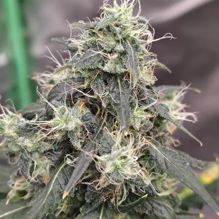Early Frost
