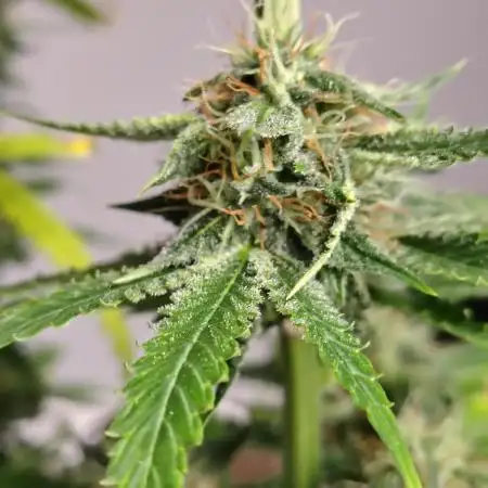 Black Opium Auto