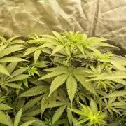 RS11 (Rainbow Sherbet)