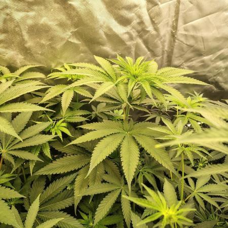 RS11 (Rainbow Sherbet)