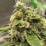 Purple Mintz