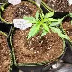 Sunset Sherbet Go Fast