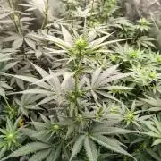 Fruity Pebbles OG
