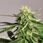 Black Opium Auto