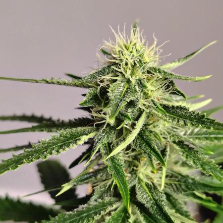 Black Opium Auto