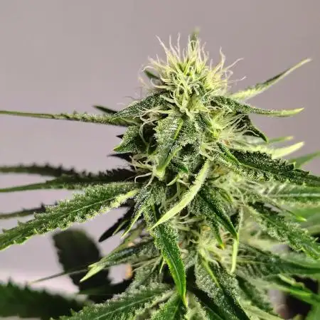 Black Opium Auto