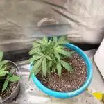 Auto Fractal