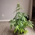 Black Opium Auto