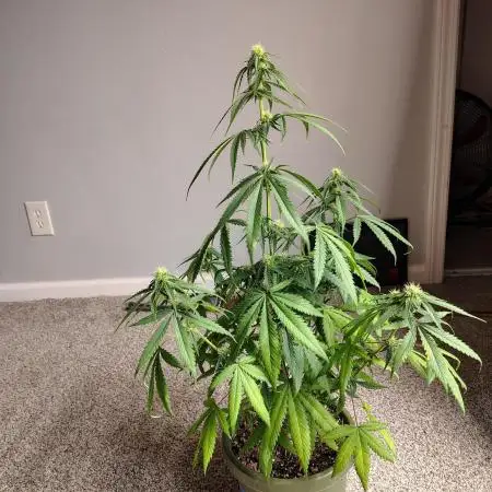 Black Opium Auto
