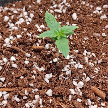 FrostBanger Auto