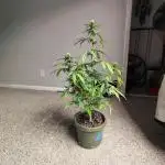 Black Opium Auto