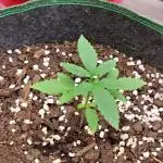Blueberry Cookies