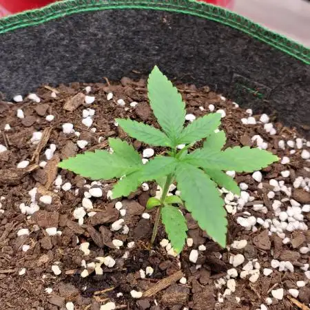 Blueberry Cookies