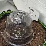 RS11 (Rainbow Sherbet)