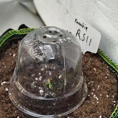 RS11 (Rainbow Sherbet)