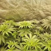 RS11 (Rainbow Sherbet)