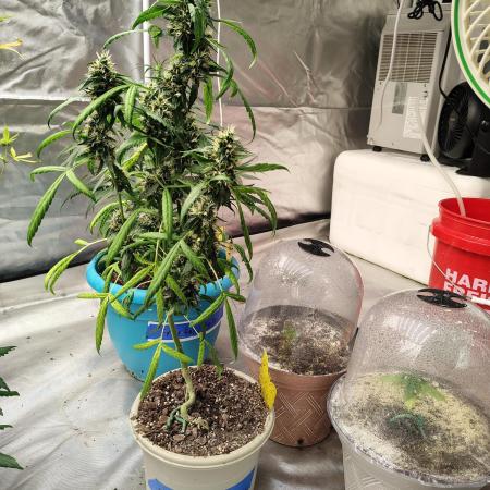 Delicious Cookies Auto