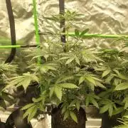 BaconAuto