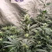 Fruity Pebbles OG