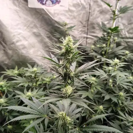 Fruity Pebbles OG