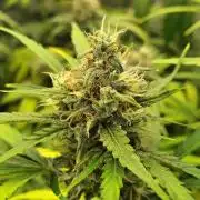 Sunset Sherbet Go Fast