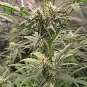 Sunset Sherbet Go Fast