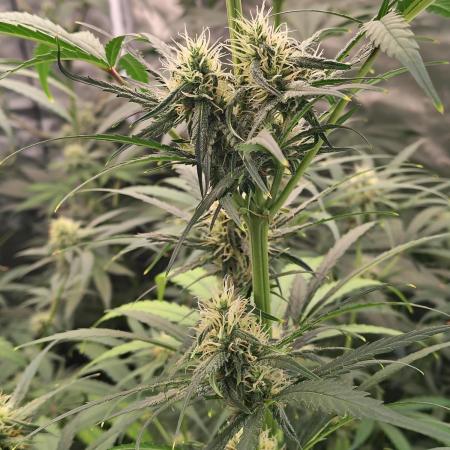 Sunset Sherbet Go Fast