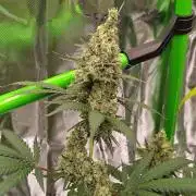 Fruity Pebbles OG