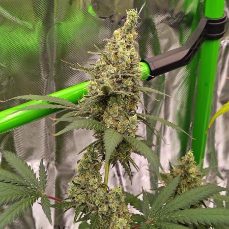 Fruity Pebbles OG