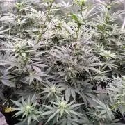 Fruity Pebbles OG