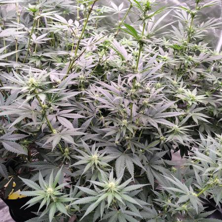 Fruity Pebbles OG
