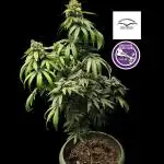 Purple Mintz