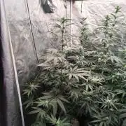 RS11 (Rainbow Sherbet)