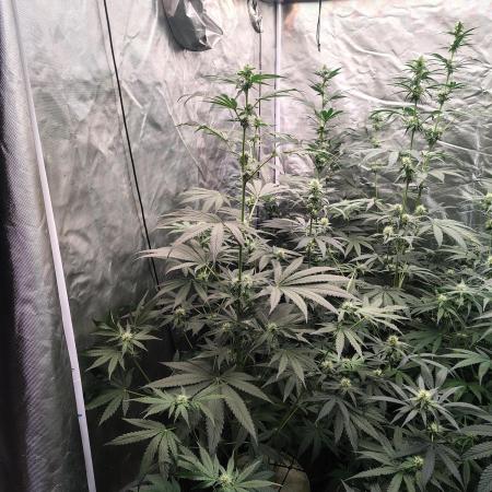 RS11 (Rainbow Sherbet)