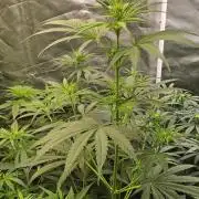 Sunset Sherbet Go Fast