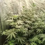 RS11 (Rainbow Sherbet)