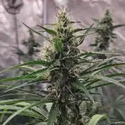 Sunset Sherbet Go Fast