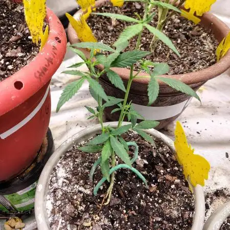 Delicious Cookies Auto