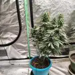 Black Cherries