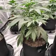 Fruity Pebbles OG